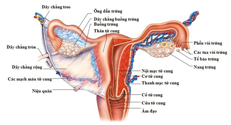 Vị trí buồng trứng